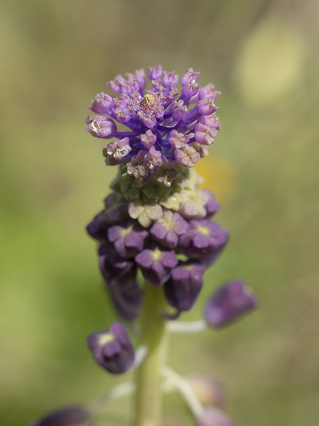 Muscari comosum Muscari comosum L. Muscari comosum,Tassel Hyacinth,Tassel grape hyacinth,biodiversity,flower,plantae,plants,spring,wild flowers