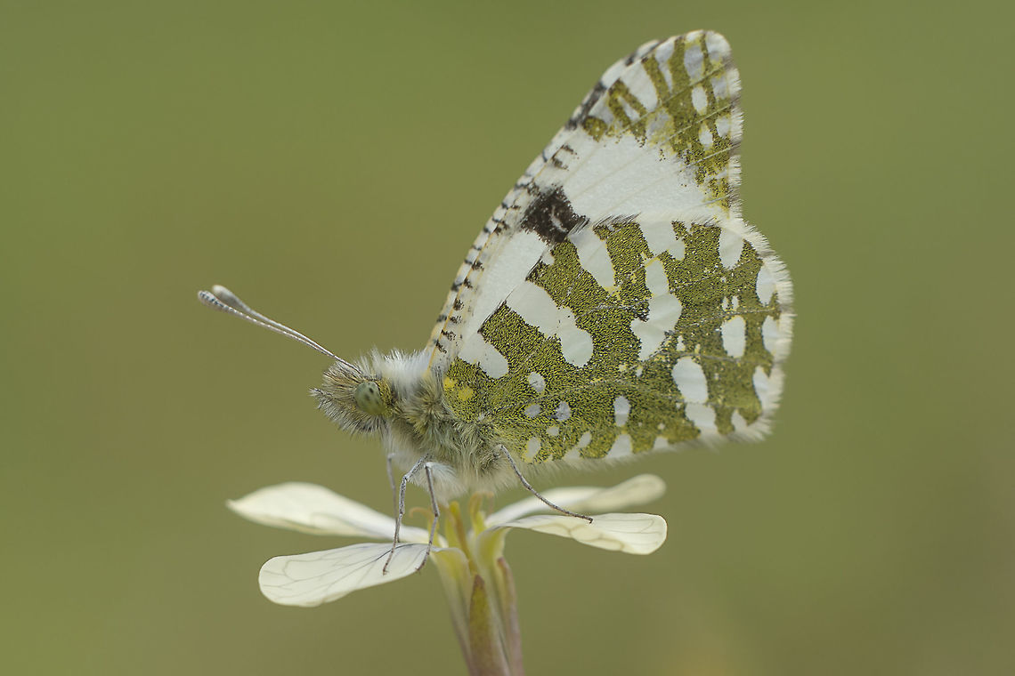 Euchloe crameri Euchloe crameri Euchloe crameri,Western dappled white,arthropoda,insecta,insects,lepidoptera,pieridae,rhopalocera,spring