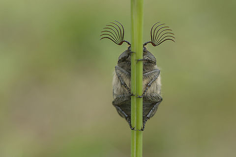 Melolontha papposa Side view:
https://www.jungledragon.com/image/37451/melolontha_papposa.html Melolontha,Melolontha papposa,Melolonthidae,Melolonthinae,arthropoda,beetle,beetles,biodiversity,coleoptera,greatnature,insecta,insects