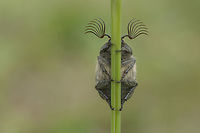 Melolontha papposa Side view:<br />
https://www.jungledragon.com/image/37451/melolontha_papposa.html Melolontha,Melolontha papposa,Melolonthidae,Melolonthinae,arthropoda,beetle,beetles,biodiversity,coleoptera,greatnature,insecta,insects