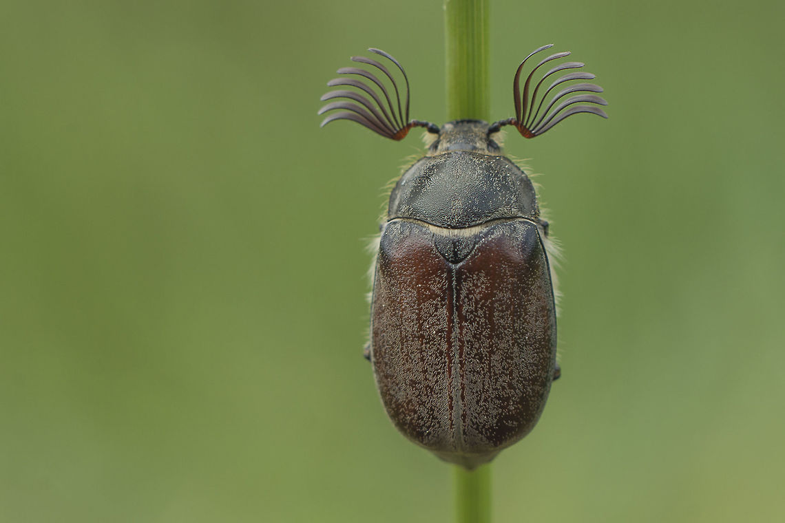 Melolontha cf. melolontha Melolontha cf. melolontha