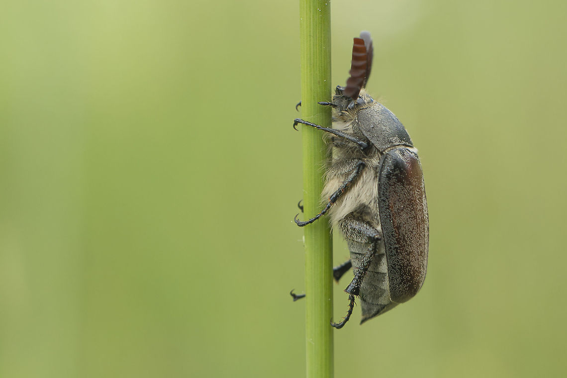 Melolontha papposa Same beetle, ventral:<br />
<figure class="photo"><a href="https://www.jungledragon.com/image/37449/melolontha_papposa.html" title="Melolontha papposa"><img src="https://s3.amazonaws.com/media.jungledragon.com/images/2527/37449_thumb.jpg?AWSAccessKeyId=05GMT0V3GWVNE7GGM1R2&Expires=1767225610&Signature=ma3ZrVmtDmcMIuvNCu43Kce1JX0%3D" width="200" height="134" alt="Melolontha papposa Side view:<br />
https://www.jungledragon.com/image/37451/melolontha_papposa.html Melolontha,Melolontha papposa,Melolonthidae,Melolonthinae,arthropoda,beetle,beetles,biodiversity,coleoptera,greatnature,insecta,insects" /></a></figure> Melolontha,Melolontha papposa,Melolonthidae,Melolonthinae