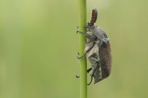 Melolontha papposa Same beetle, ventral:
https://www.jungledragon.com/image/37449/melolontha_cf._melolontha.html Melolontha,Melolontha papposa,Melolonthidae,Melolonthinae