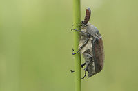 Melolontha papposa Same beetle, ventral:<br />
https://www.jungledragon.com/image/37449/melolontha_cf._melolontha.html Melolontha,Melolontha papposa,Melolonthidae,Melolonthinae