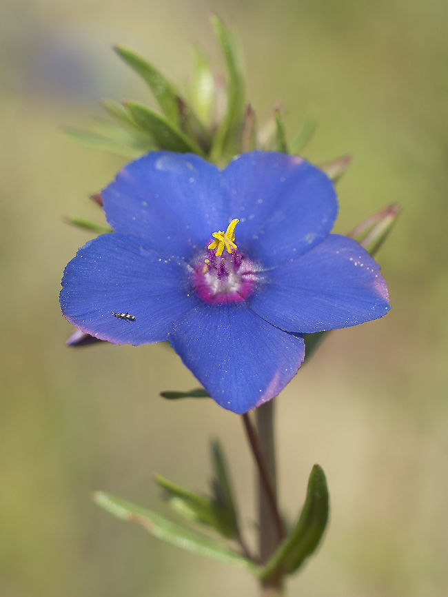 Lysimachia monelli Formerly known as Anagallis monelli, with a little beetle on the side :) Blue pimpernel,Lysimachia monelli