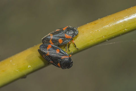 Cercopis intermedia Cercopis intermedia, mating. Cercopis intermedia,arthropoda,biodiversity,greatnature,hemiptera,insecta,insects,spring