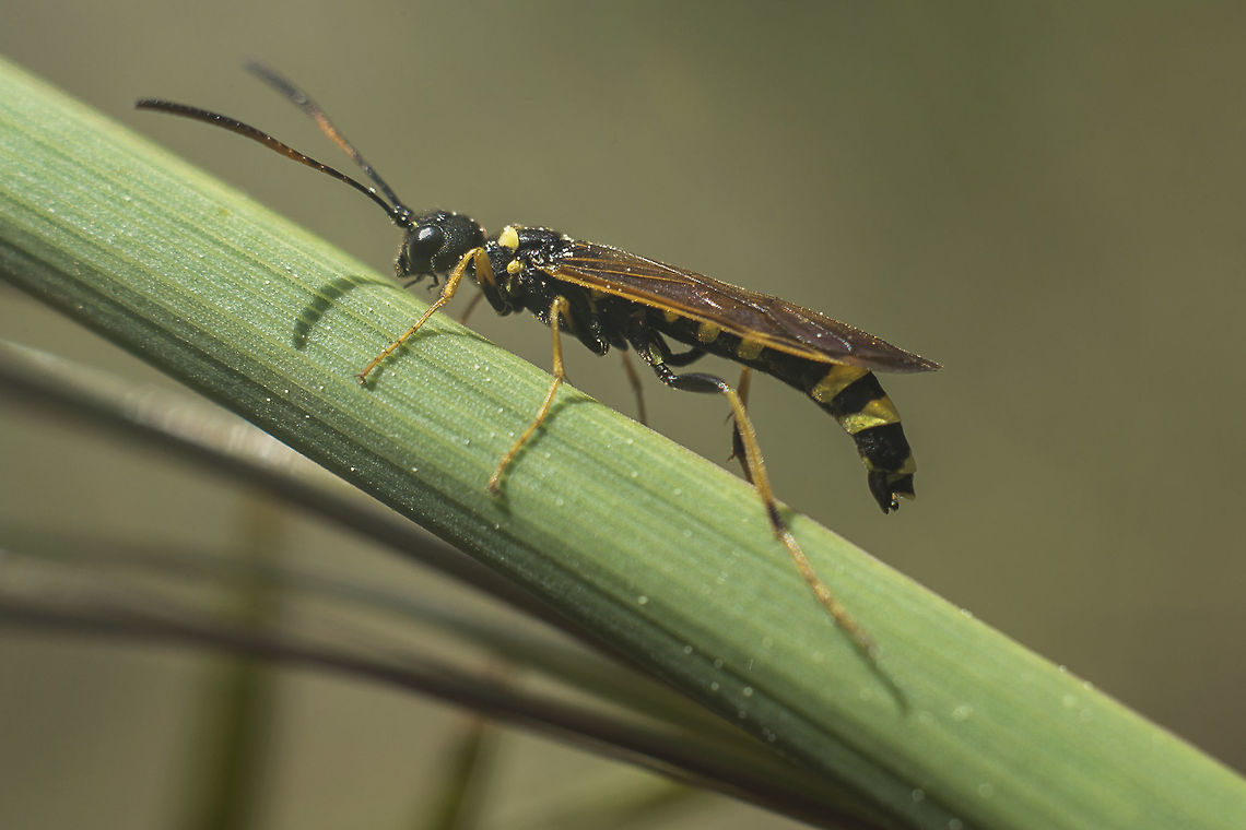 Cephus pygmaeus Cephus pygmaeus Cephus pygmaeus,European Wheat Stem Sawfly,Symphyta,arthropoda,hymenoptera,insecta,insects,pests,sawflies,sawfly,spring