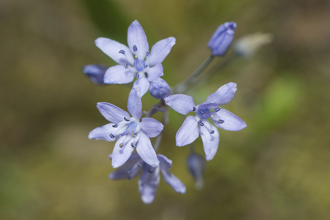 Scilla odorata Asparagaceae<br />
Discussed in a portuguese wild plants group, and identified as Scilla odorata.<br />
It has a natural external resemblance to Hyacinthoides, but differs from this Genre because it has only one bract per flower. <br />
<br />
<a href="http://www.flora-on.pt/#/05I_0" rel="nofollow">http://www.flora-on.pt/#/05I_0</a><br />
<br />
 Asparagaceae,Scilla odorata,Squill,habitats directive,plant,plants,scilla,wild flowers