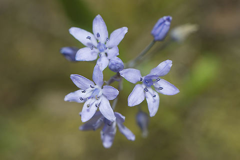 Scilla odorata Asparagaceae
Discussed in a portuguese wild plants group, and identified as Scilla odorata.
It has a natural external resemblance to Hyacinthoides, but differs from this Genre because it has only one bract per flower. 

http://www.flora-on.pt/#/05I_0

 Asparagaceae,Scilla odorata,Squill,habitats directive,plant,plants,scilla,wild flowers