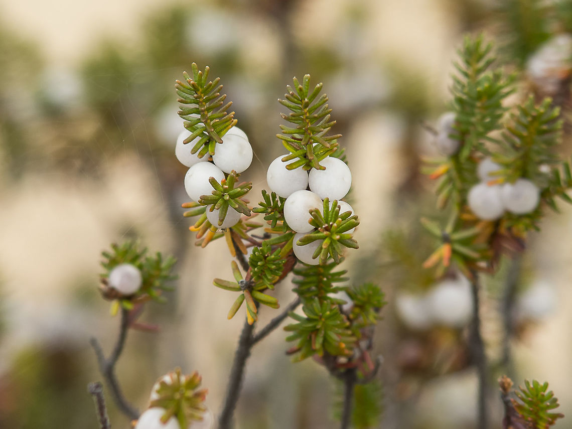 Corema album Corema album Camarinha,Corema,Corema album,Ericaceae,Ericales,Magnoliophyta,Magnoliopsida,Plantae,biodiversity,edible,honey,plants,wild plants