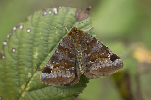 Euclidia glyphica Euclidia glyphica Burnet Companion Moth,Euclidia glyphica