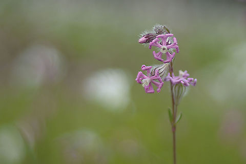 Silene colorata Silene colorata Angiosperms,Caryophyllaceae,Caryophyllales,Eudicots,Plantae,Silene,Silene colorata,plants,spring,wild flowers