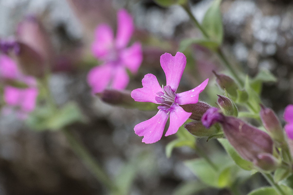 Silene acutifolia Silene acutifolia Angiosperms,Caryophyllaceae,Caryophyllales,Eudicots,Plantae,Silene,Silene acutifolia,plants,spring,wild flowers