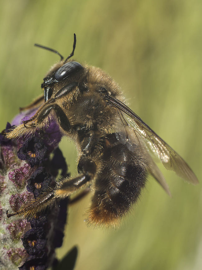 ID? Apidae ID Apidae Hymenoptera,apidae,arthropoda,bees,biodiversity,insecta,insects