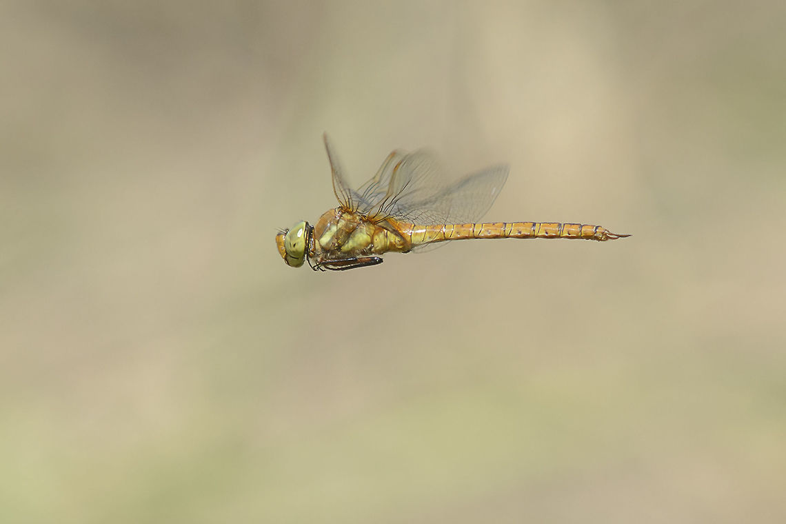 Aeshna isoceles Aeshna isoceles, fully matured male in flight. My first observation of this year was in 25th march. Surely an early record for this species. The first record was taken a while ago. This male appeared in the marsh in hunting mode, not an easy behavior to attempt an in flight capture. I guess I got some luck, too. Last month I even not had one second of a chance to capture it. This research is a work in progress. I still not found exuviae of this species in this location. almost three years studying it, I still have not figured out the only physical evidence that supports the reproduction hypothesis for this location. something in its biology is still a mystery... Aeshna isoceles,Green-eyed hawker,aeshna isoceles,aeshnidae,arthopoda,dragonflies,dragonfly,insecta,insects,odonata,spring