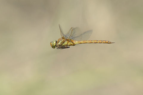 Aeshna isoceles Aeshna isoceles, fully matured male in flight. My first observation of this year was in 25th march. Surely an early record for this species. The first record was taken a while ago. This male appeared in the marsh in hunting mode, not an easy behavior to attempt an in flight capture. I guess I got some luck, too. Last month I even not had one second of a chance to capture it. This research is a work in progress. I still not found exuviae of this species in this location. almost three years studying it, I still have not figured out the only physical evidence that supports the reproduction hypothesis for this location. something in its biology is still a mystery... Aeshna isoceles,Green-eyed hawker,aeshna isoceles,aeshnidae,arthopoda,dragonflies,dragonfly,insecta,insects,odonata,spring