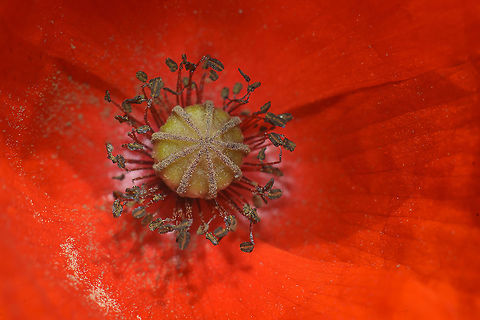 Papaver dubium Papaver dubium L.   Papaver dubium,biodiversity,great nature,papaver dubium,plantae,plants,spring,wild flowers
