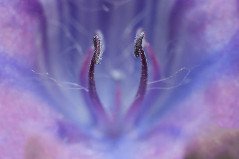 Echium plantagineum Echium plantagineum.
 Echium plantagineum,biodiversity,flora,great nature,nature,plantae,plants,wild flowers