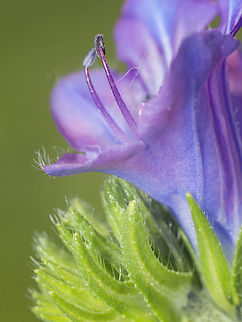 Echium plantagineum Echium plantagineum, corolla details, easy to distinguish from other Echium sp. 

E. plantagineum has the outside corolla glabra (almost hairless), with only a few hairs scattered in the ribs while other Echium sp. have the corolla with short hairs on the entire outer surface.

http://www.flora-on.pt/#/d49 Echium plantagineum,biodiversity,flora,great nature,nature,plantae,plants,wild flowers
