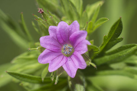 Cut-leaved Crane's-bill