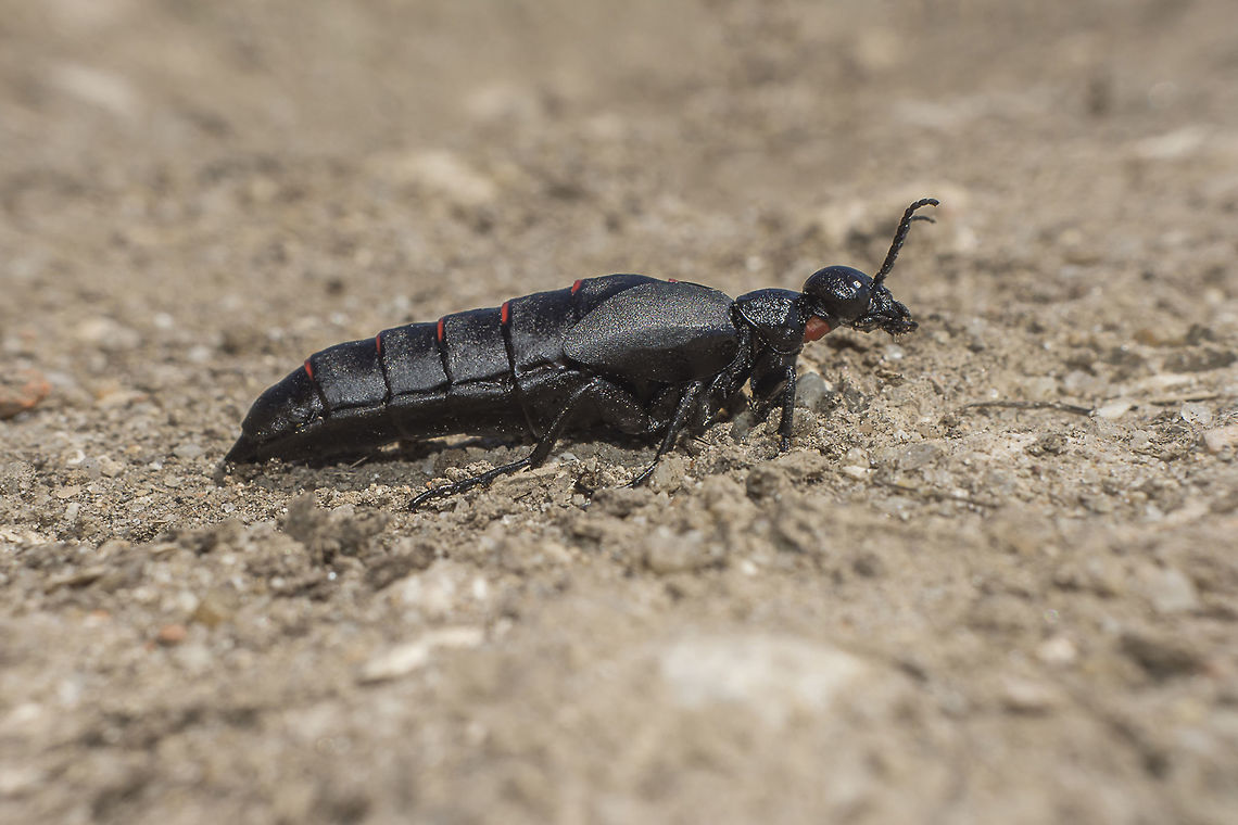 Berberomeloe majalis Berberomeloe majalis Berberomeloe majalis,Red-striped oil beetle,arthropoda,beetle,biodiversity,coleoptera,greatnaure,insecta,insects
