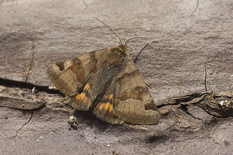 Euclidia glyphica Euclidia glyphica Burnet Companion Moth,Euclidia glyphica