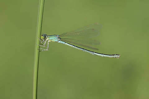 Androchromic Ischnura pumilio, female androchrome.  Ischnura pumilio,Scarce blue-tailed damselfly,androchrome,arthropoda,damselfly,ischnura,ischnura pumilio,odonata,spring,zygoptera