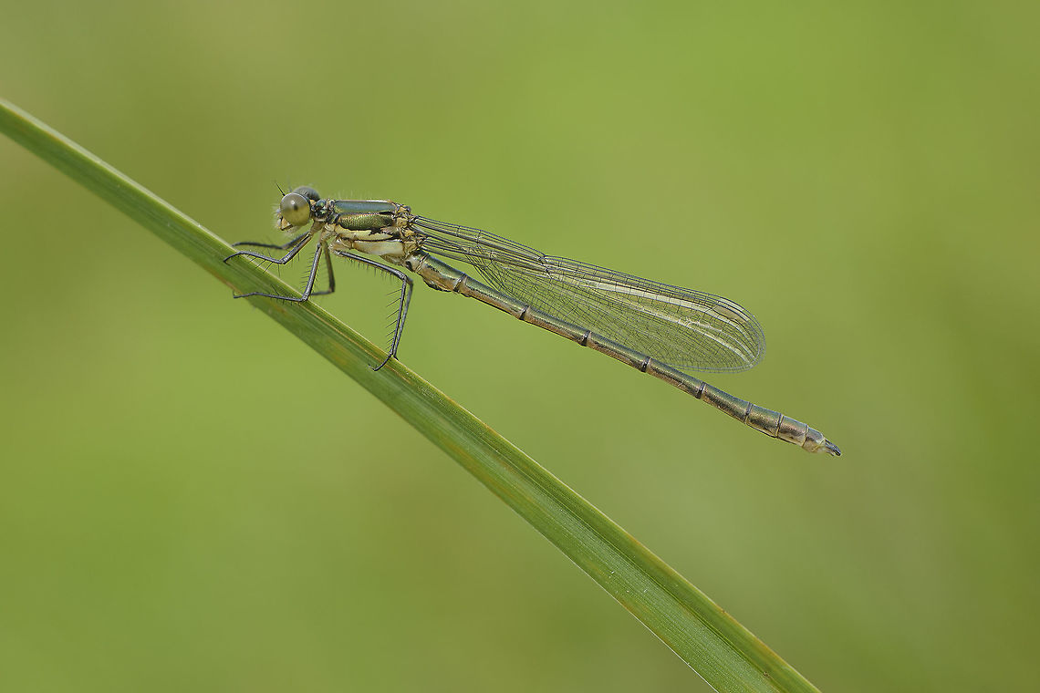 Lestes dryas Lestes dryas, immature male. After nearly three years a new species for my backyard :)<br />
 Emerald spreadwing,Lestes dryas,arthropoda,biodiversity,damselfly,greatnature,insecta,insects,odonata,spring,zygoptera