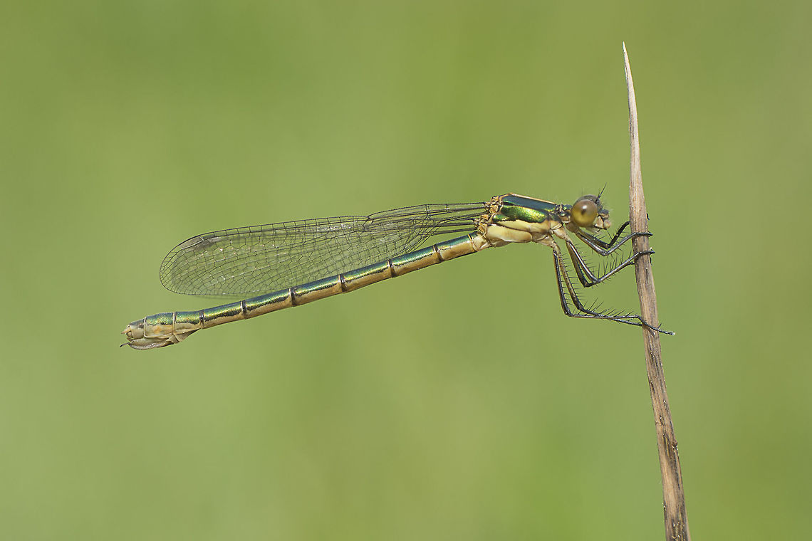 Lestes dryas Lestes dryas, immature female Emerald spreadwing,Lestes dryas,arthopoda,biodioversity,damselflies,damselfly,greatnature,insecta,insects,lestidae,odonata,spring,zygoptera