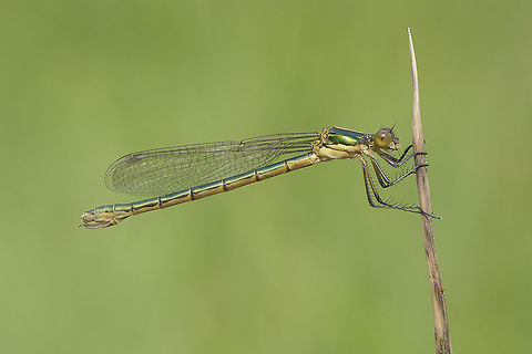 Lestes dryas Lestes dryas, immature female Emerald spreadwing,Lestes dryas,arthopoda,biodioversity,damselflies,damselfly,greatnature,insecta,insects,lestidae,odonata,spring,zygoptera