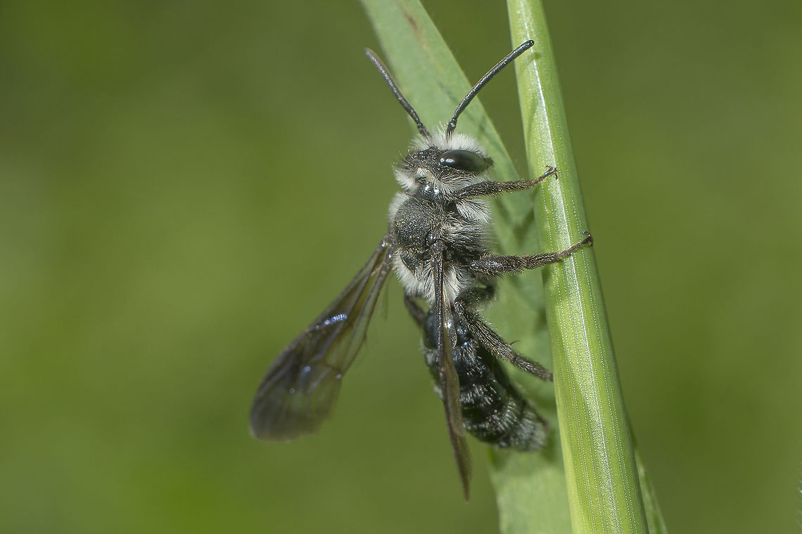 Andrenidae Andrenidae<br />
Andrena cf. cineraria andrenidae,apidae,arthopoda,biodiversity,greatnature,hymenoptera,insecta,insects,spring