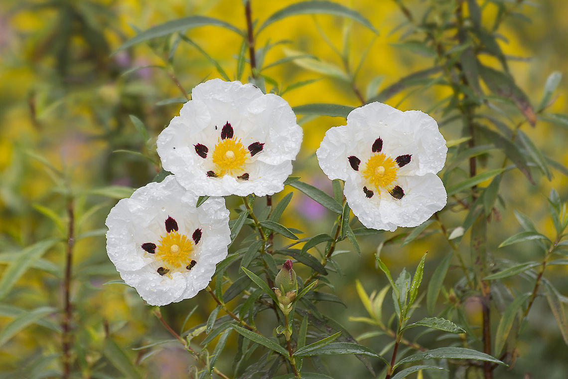 Cistus ladanifer Cistus ladanifer ssp. ladanifer Cistus ladanifer,Esteva,Gum Rockrose