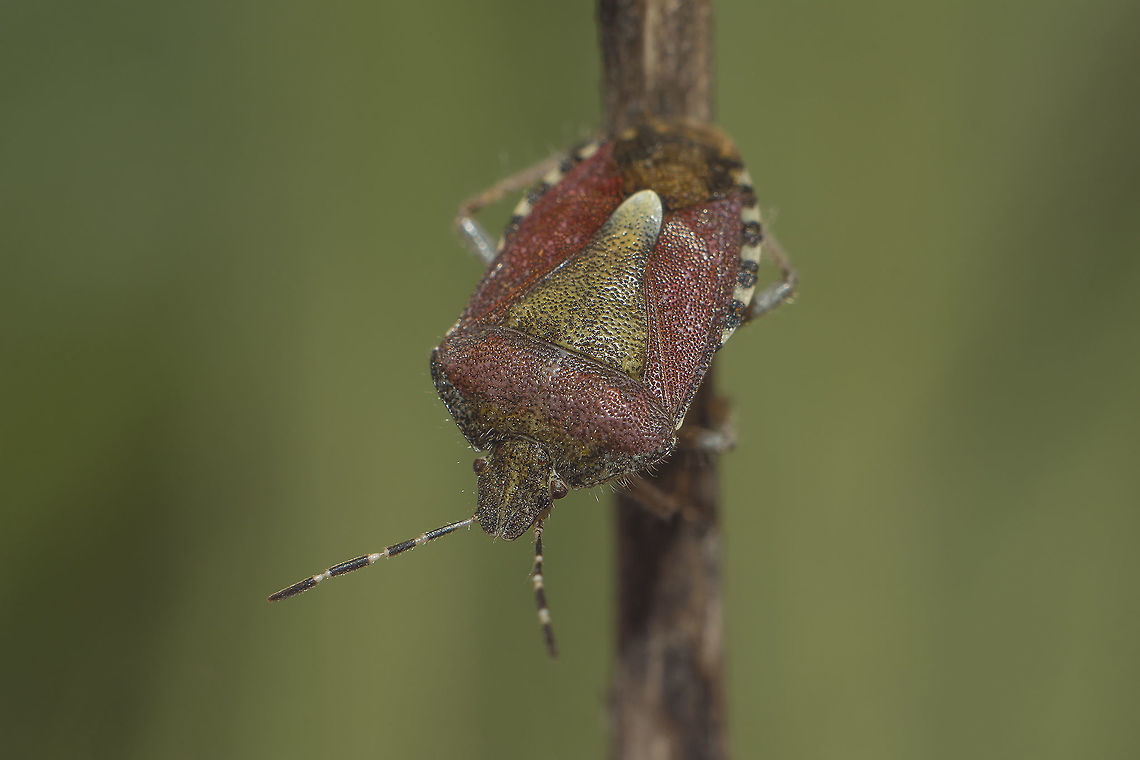 Dolycoris baccarum Dolycoris baccarum Dolycoris baccarum,Pentatomidae,Sloe bug,animalia,arthropoda,biodiversity,bugs,greatnature,hemiptera,insecta,insects,pentatominae
