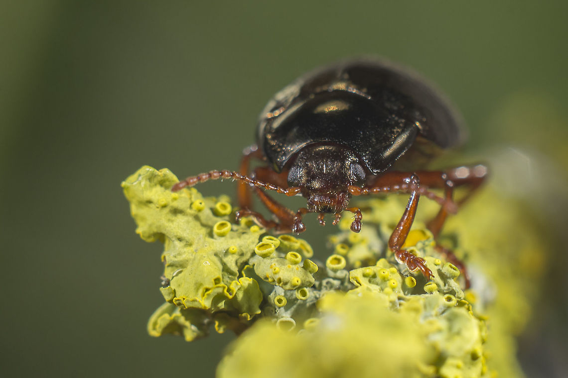 Chrysolina bankii Chrysolina bankii Chrysolina,Chrysolina bankii,animalia,arthropoda,beetles,biodiversity,chrysomelidae,coleoptera,greatnature,insecta,insects