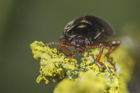 Chrysolina bankii Chrysolina bankii Chrysolina,Chrysolina bankii,animalia,arthropoda,beetles,biodiversity,chrysomelidae,coleoptera,greatnature,insecta,insects