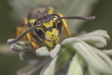 Dead souls Vespula germanica. Dead specimen. German wasp,Vespidae,Vespula germanica,animalia,arthropoda,biodiversity,greatnature,hymenoptera,insecta,insects