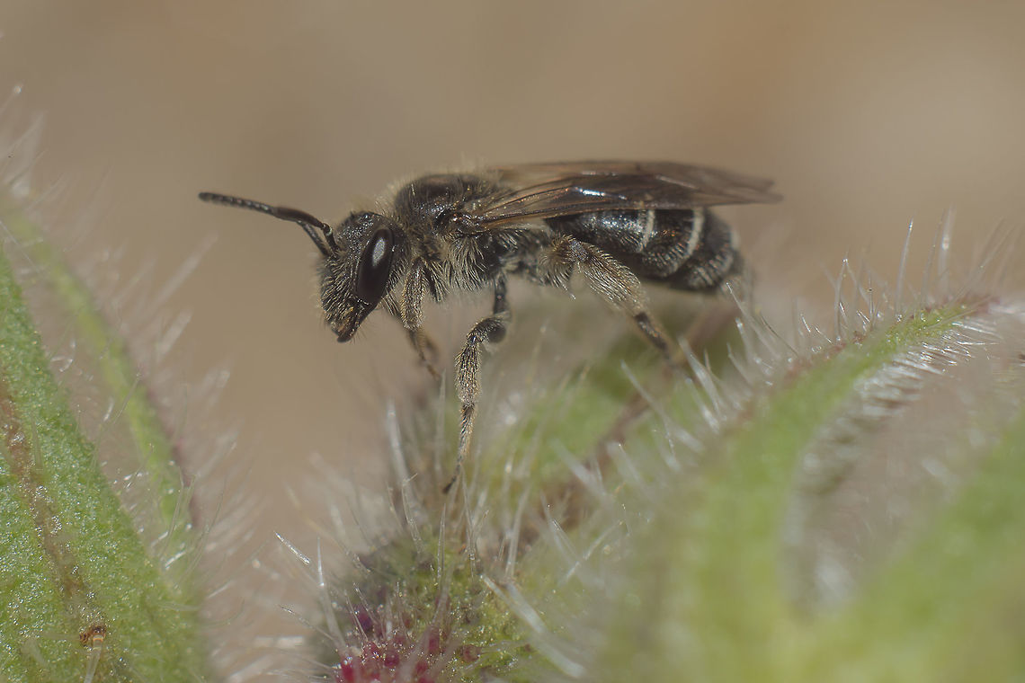 HELP ID 5mm length... Hymenoptera,arthropoda,insecta,insects,spring