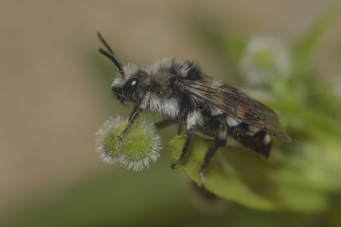 HELP ID Melecta sp.<br />
Any ideas? animalia,apidae,arthopoda,biodiversity,greatnature,hymenoptera,insecta,insects