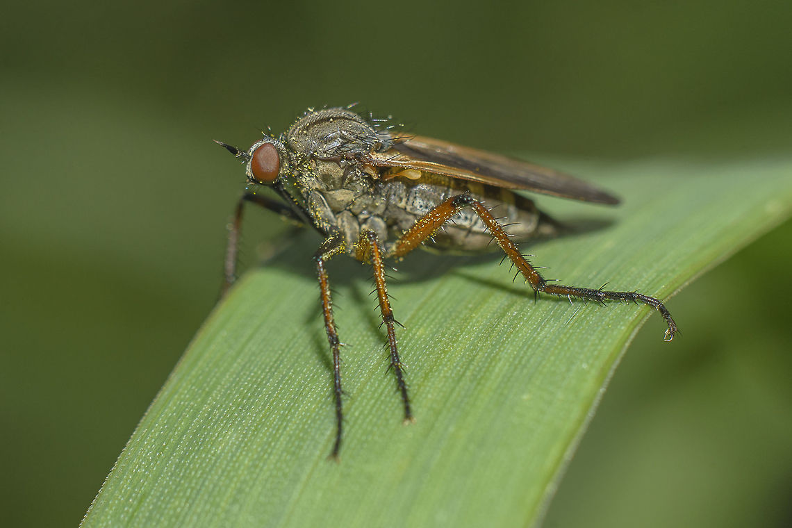 Before the rains ID in progress.<br />
Suggestions are most welcome.<br />
Thank you* Diptera,animalia,arthropoda,biodiversity,flies,fly,greatnature,insects,spring