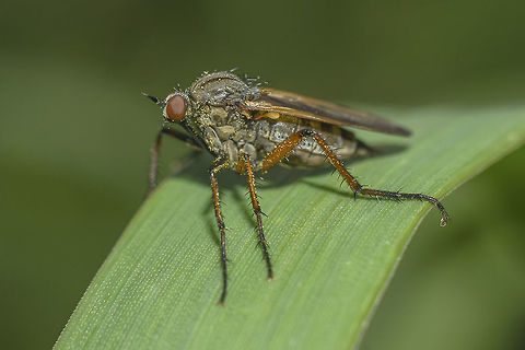 Before the rains ID in progress.
Suggestions are most welcome.
Thank you* Diptera,animalia,arthropoda,biodiversity,flies,fly,greatnature,insects,spring