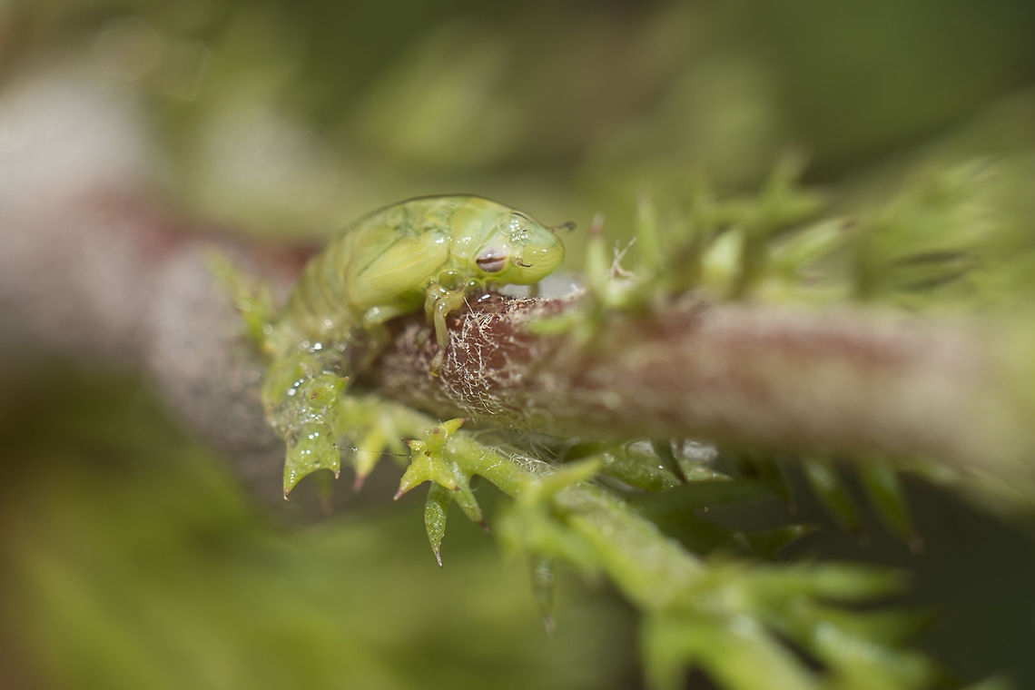 Philaenus cf. spumarius Philaenus cf. spumarius, nymph Meadow froghopper,Philaenus spumarius,animalia,biodiversity,greatnature,homoptera,insecta,insects,spring