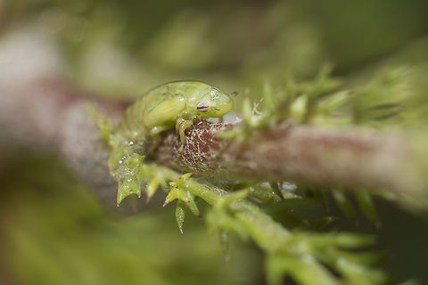 Philaenus cf. spumarius Philaenus cf. spumarius, nymph Meadow froghopper,Philaenus spumarius,animalia,biodiversity,greatnature,homoptera,insecta,insects,spring