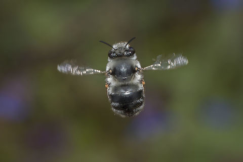 Beezz Anthophora sp. Hymenoptera,anthophora,arthropoda,bees,insecta,insects,spring