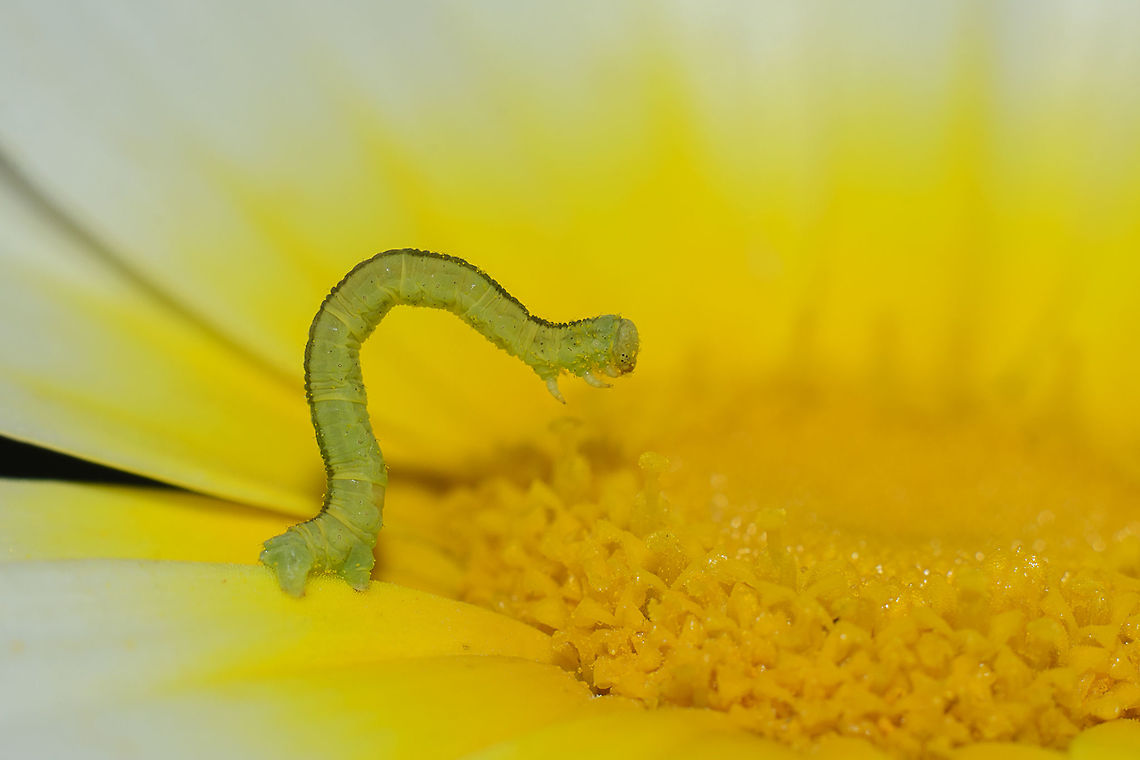 Help ID Geometridae animalia,arthropoda,biodiversity,catterpillar,geometridae,insects,larvae,lepidoptera,spring