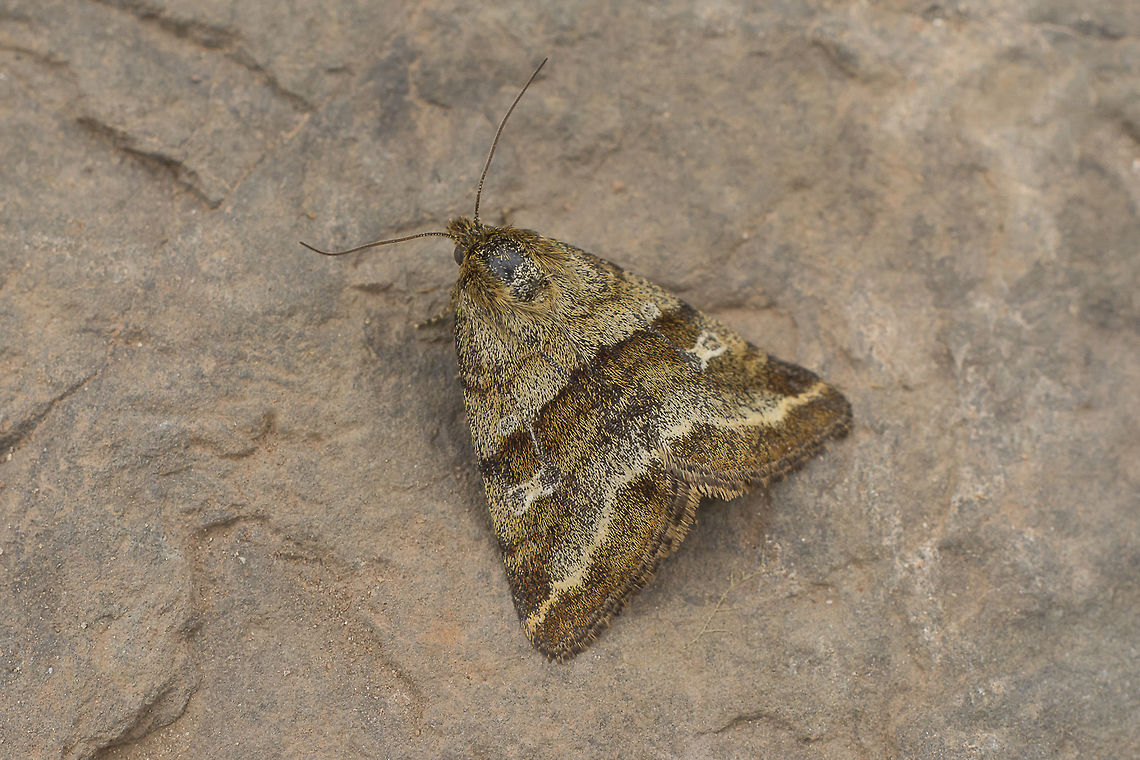 Synthimia fixa Synthimia fixa Animalia,Arthropoda,Insecta,Lepidoptera,Noctuidae,Synthimia fixa,Synthymia,Synthymia fixa,moths