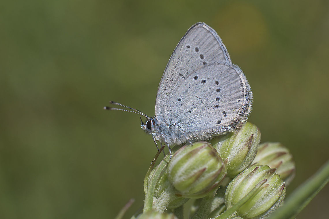 Cupido lorquinii Cupido lorquinii Cupido lorquinii,Lorquin's blue
