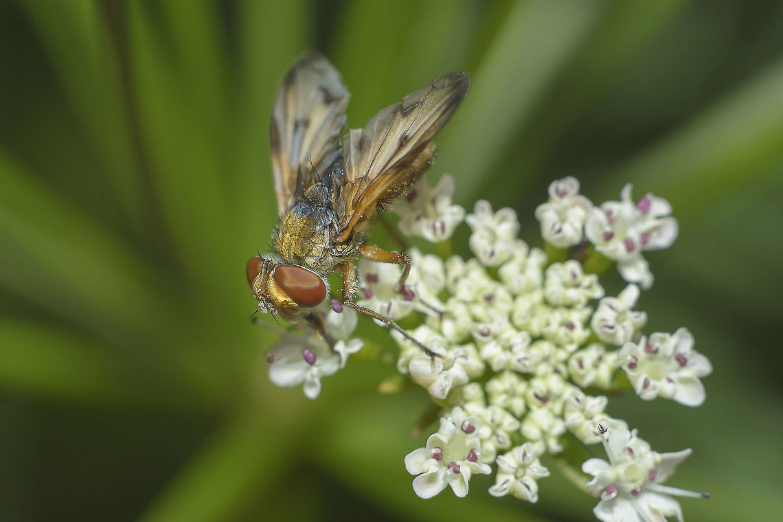 Ectophasia cf. crassipennis Ectophasia cf. crassipennis Ectophasia crassipennis,Phasiinae,biodiversity,diptera,flies,insecta,insects,spring,tachinidae