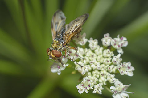 Ectophasia cf. crassipennis Ectophasia cf. crassipennis Ectophasia crassipennis,Phasiinae,biodiversity,diptera,flies,insecta,insects,spring,tachinidae