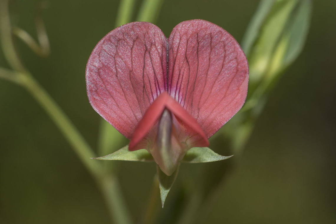 Lathyrus cicera Lathyrus cicera Lathyrus cicera