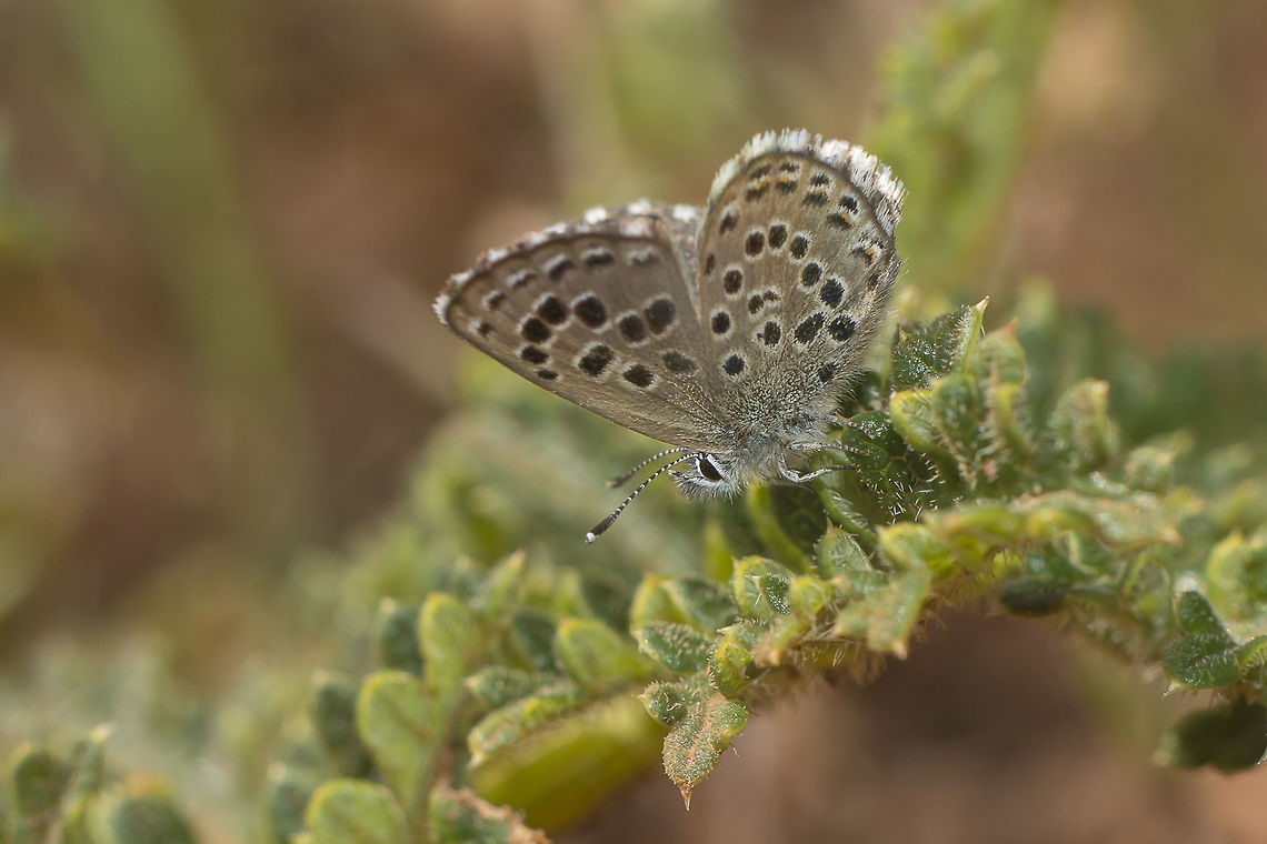 Pseudophilotes abencerragus Pseudophilotes abencerragus Pseudophilotes abencerragus,biodiversity,insecta,insects,lepidoptera,lycaenidae,spring